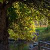 "The Old Grist Mill Tree, Brewster", photography by Anita Winstanley Roark.  Contact us for edition and size availability.  