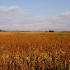 "Great Marsh, Barnstable ", photography by Anita Winstanley Roark.  Contact us for edition and size availability. 